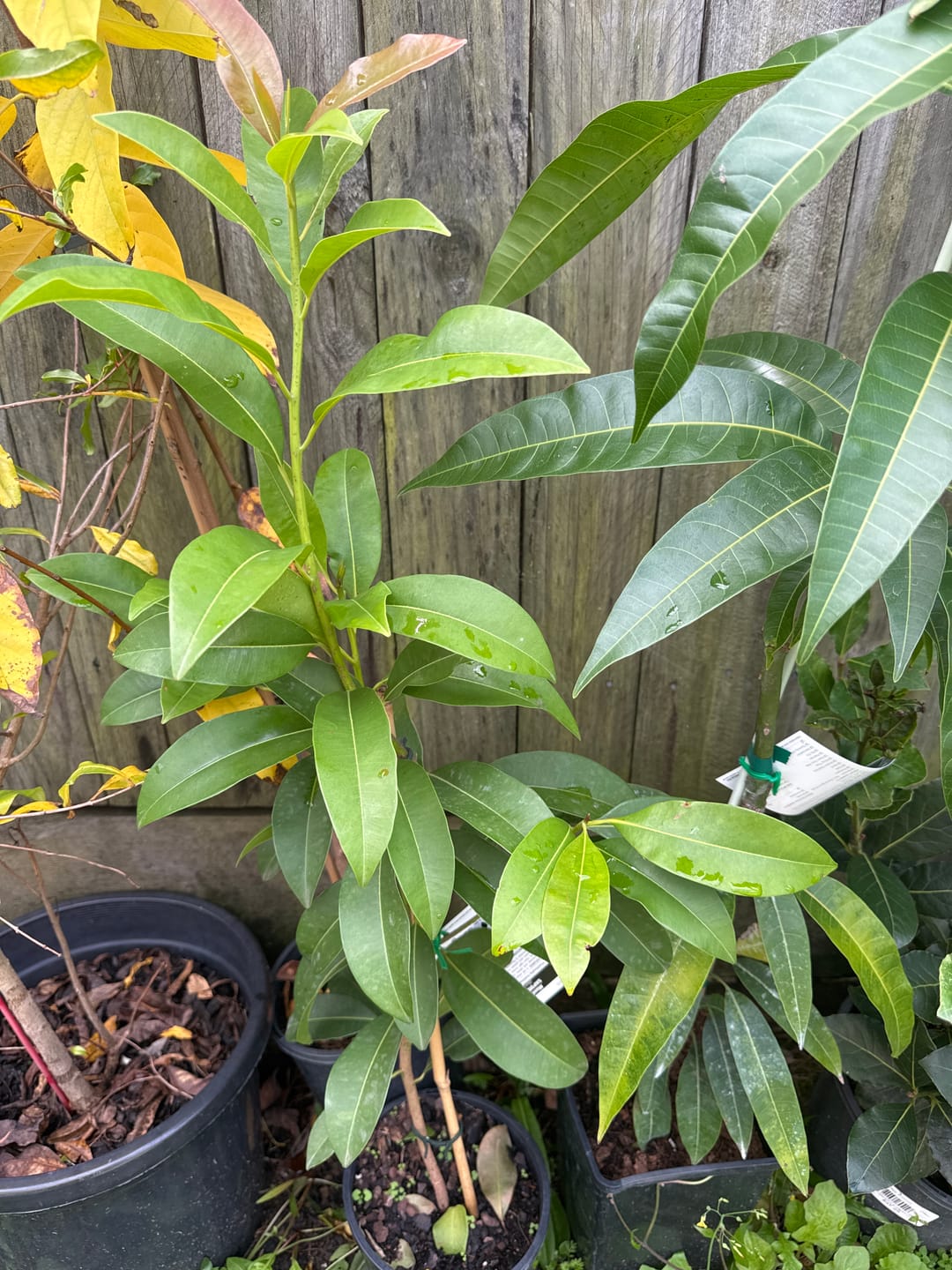 Customer photo review of Sapodilla / Chicku