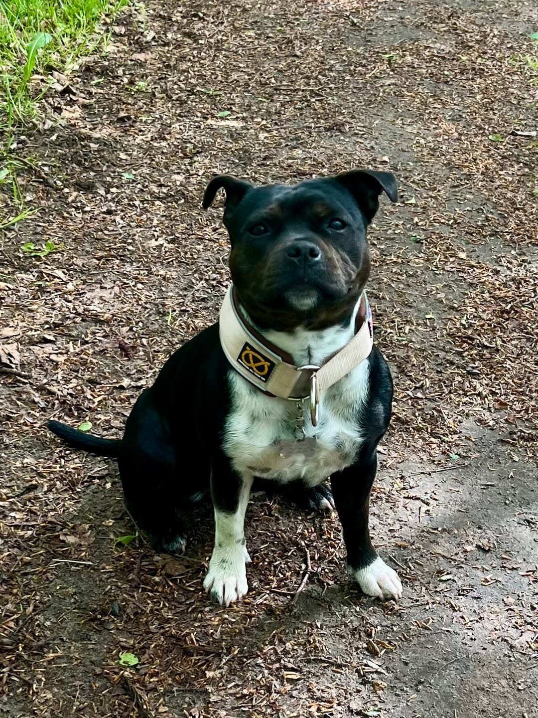 Customer photo review of Staffordshire Bull Terrier 1935® Martingale Collar - Tahvo's Milkshake Edition - Beige & Chocolate