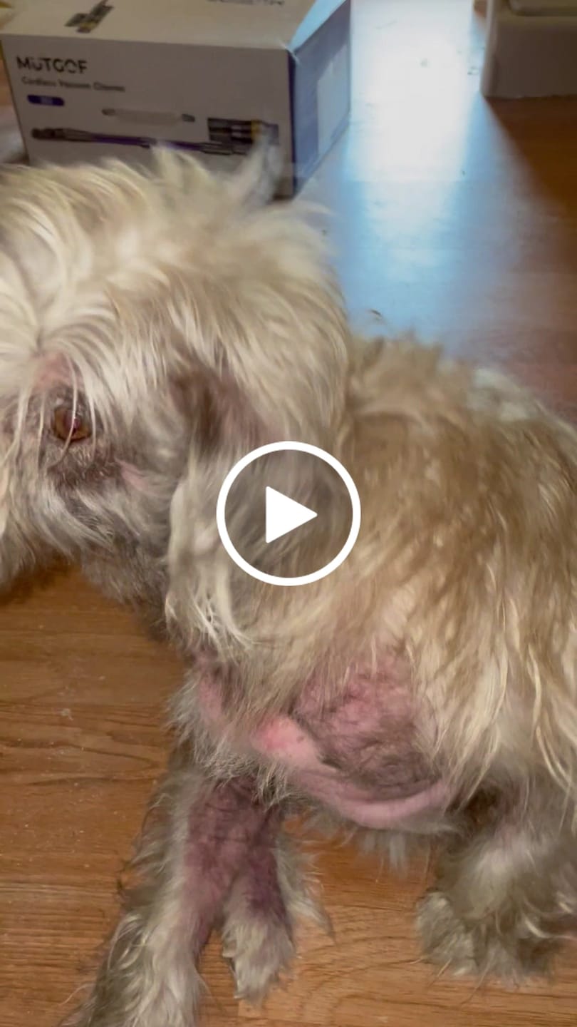 Customer video review of Dog Mange Remedy for Demodectic & Sarcoptic Mange & Ear Mites