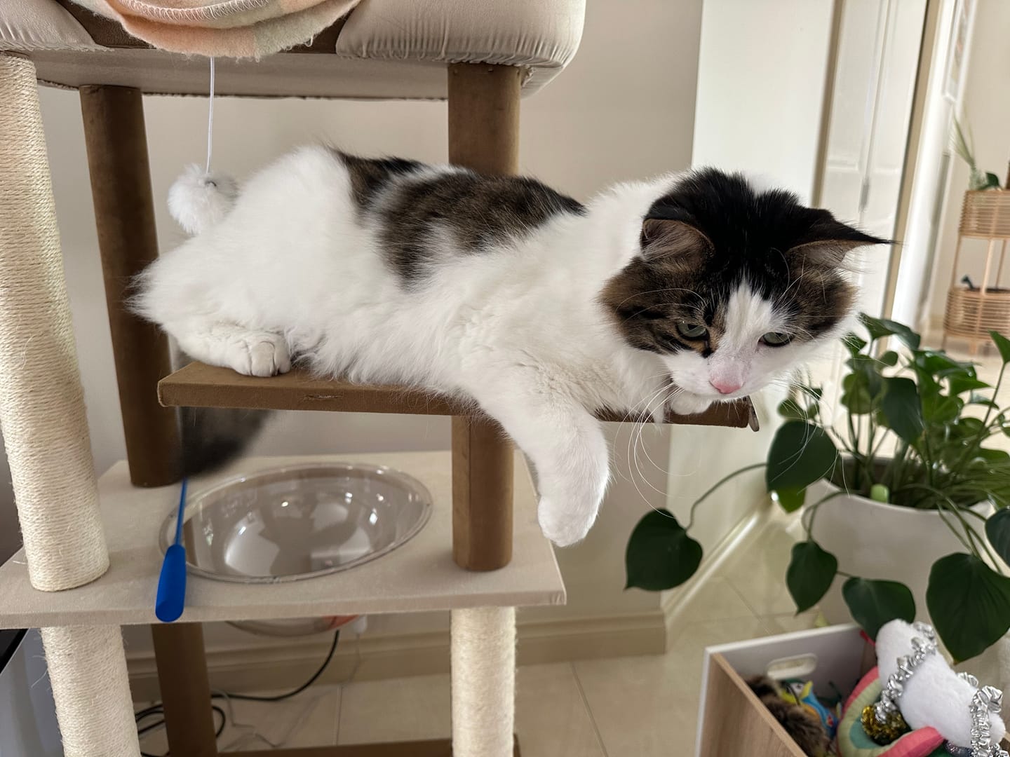 Customer photo review of Luxury Japanese-Style Cat Tree with Large Bed – 90906