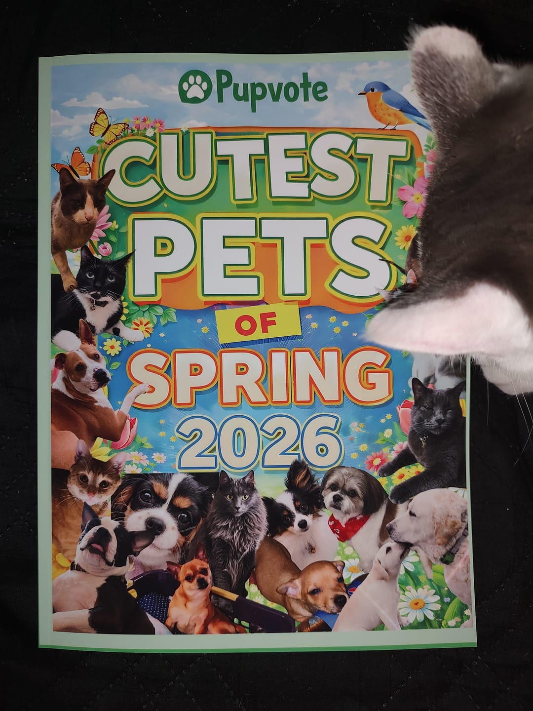 Customer photo review of Cutest Pets of Pupvote Spring 2026