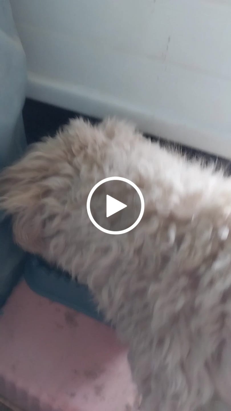 Customer video review of PetFamily Foods Razas Pequeñas