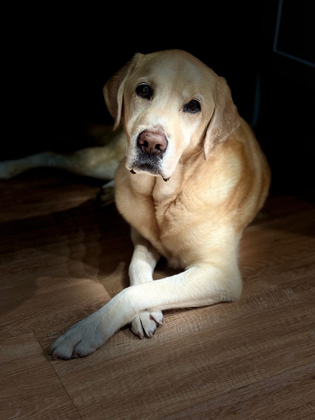 Customer photo review of Custom One Pet Portrait