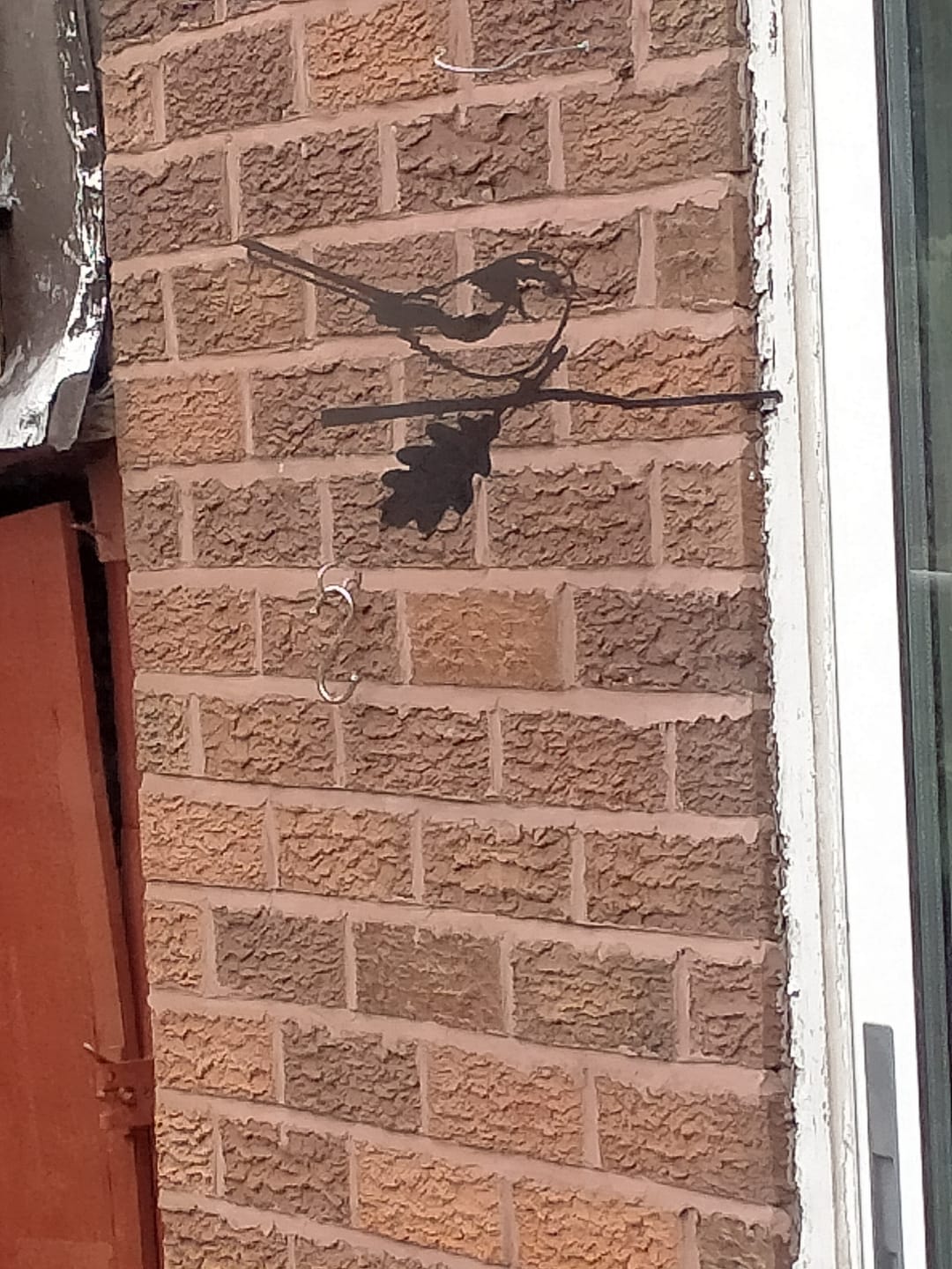 Customer photo review of Long-tailed Tit