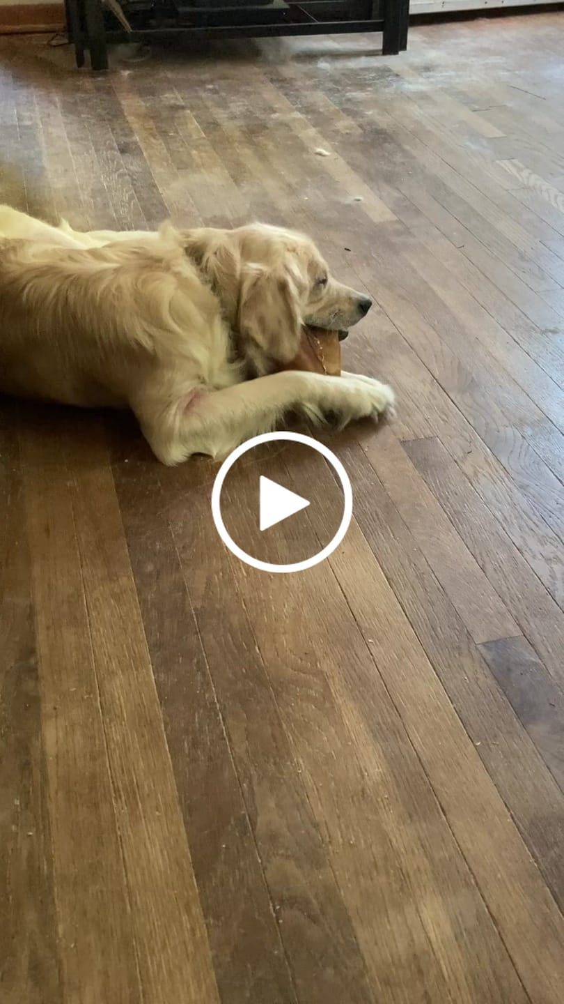 Customer video review of Pig Ears