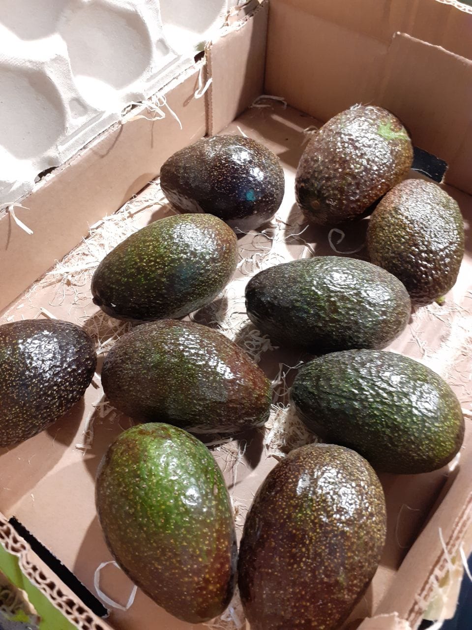 Customer photo review of Avocado Hass Bio 13 Monate baumgereift von Julian 3kg Box Aktionspreis %