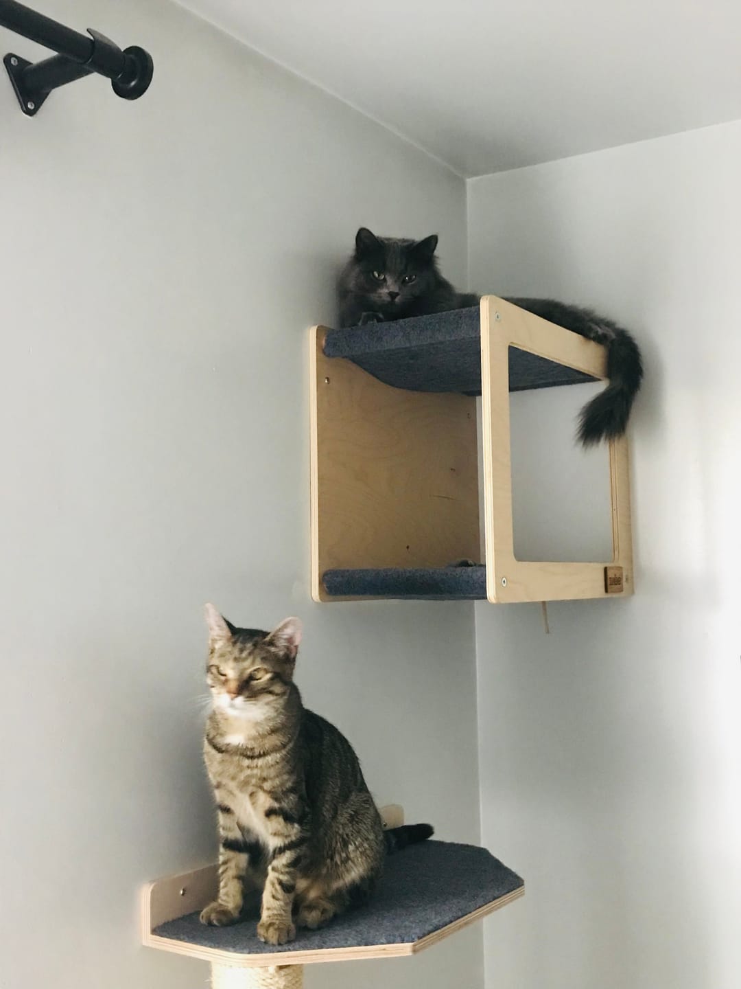 Customer photo review of Wall Mounted, Double Hammock Cat Hidedout
