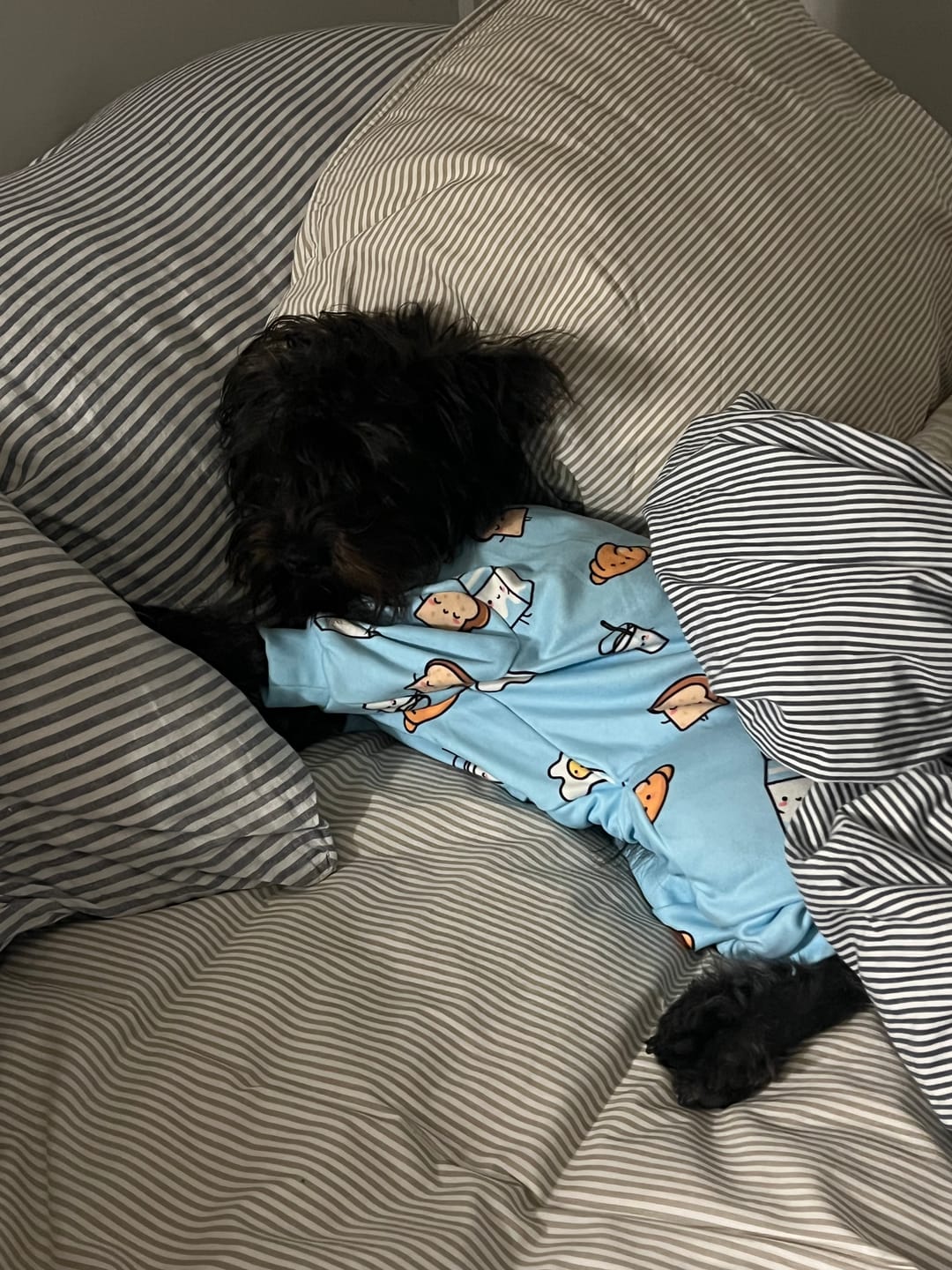 Customer photo review of Dog Pajama Prints