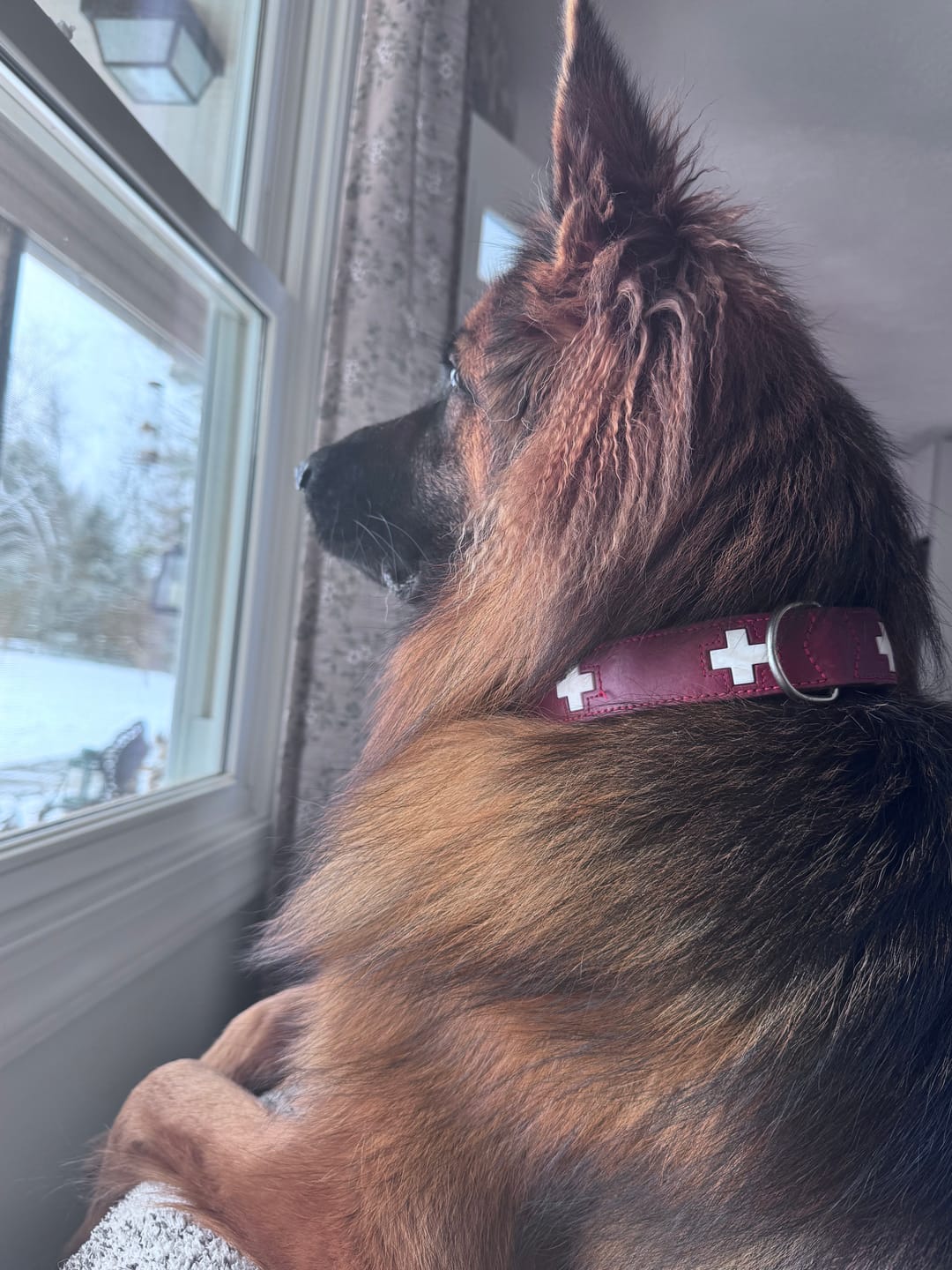 Customer photo review of Blueberry Himalayan Yak Chew (MEDIUM)