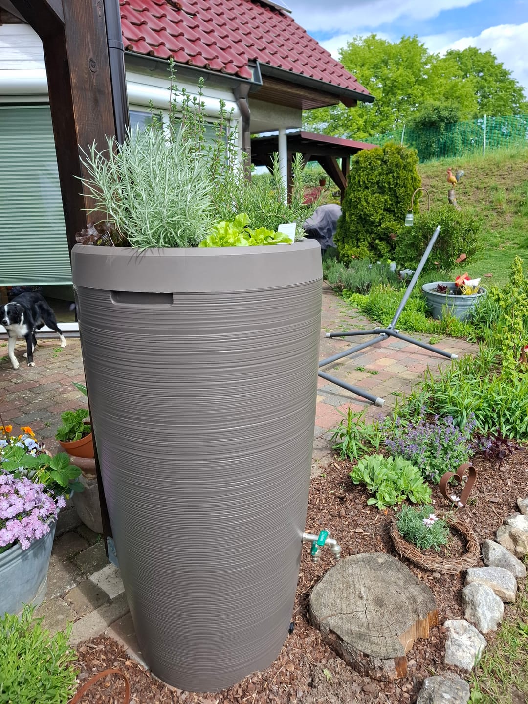 Customer photo review of YourCasa Regentonne 240 Liter [Aquasplash] Messing Wasserhahn & Deckel