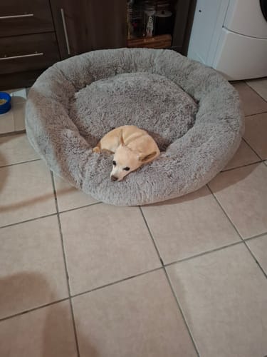 Un perro pequeño de un cliente descansa en la espaciosa Cama Antiestrés para Perros de color gris.