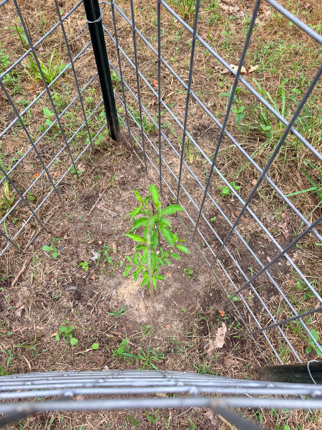 Customer photo review of Deer Plum™