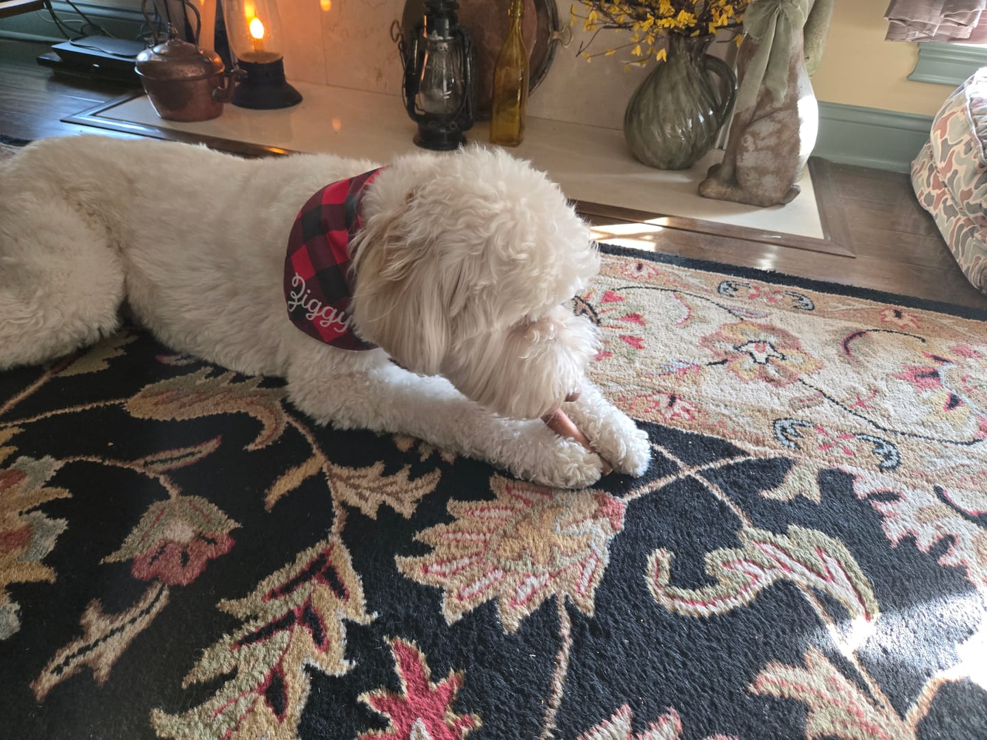Customer photo review of Natural Farm Bully Stick Cold Dried Raw 6”