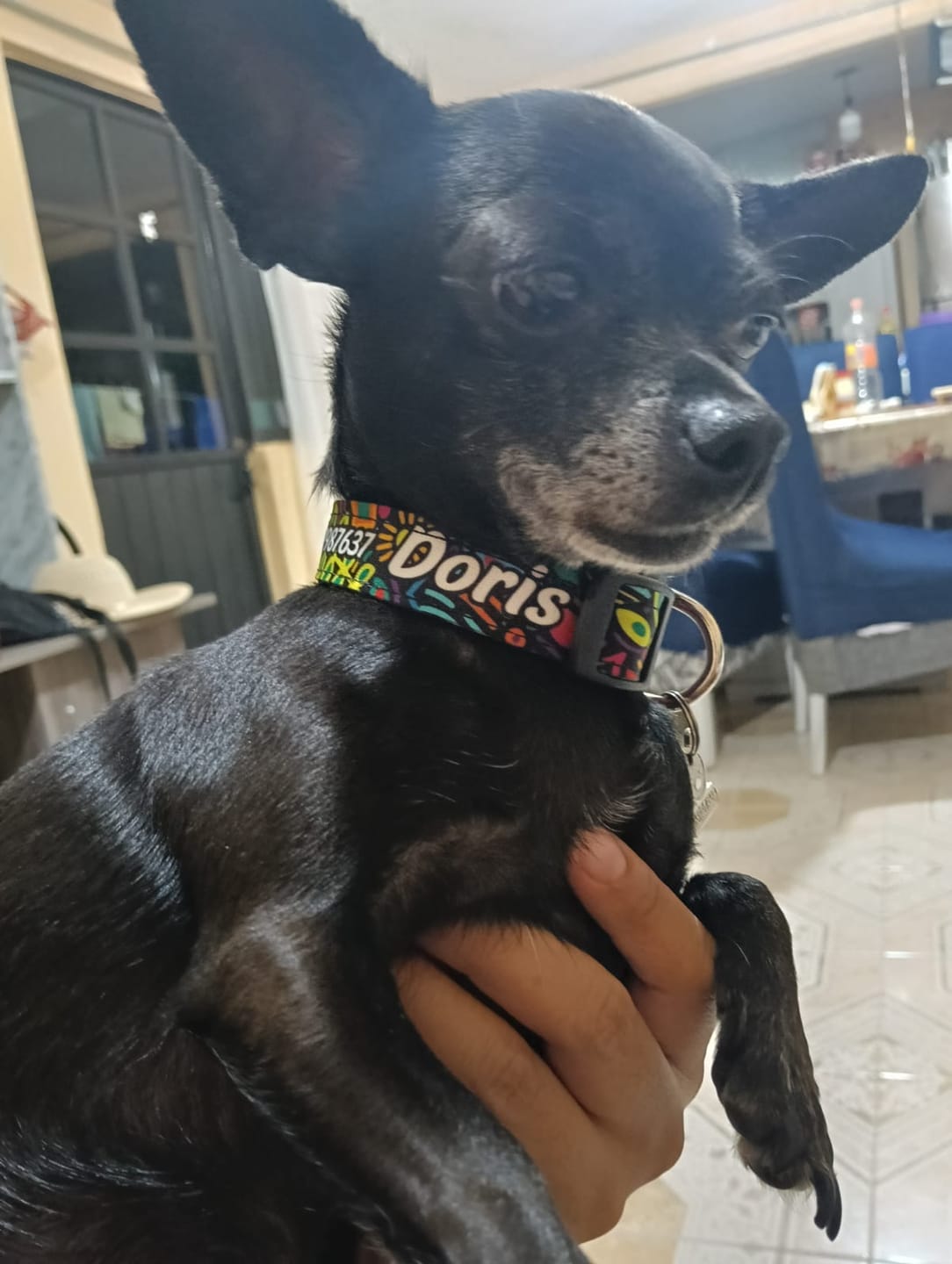 Customer photo review of Collar personalizado: Alebrije