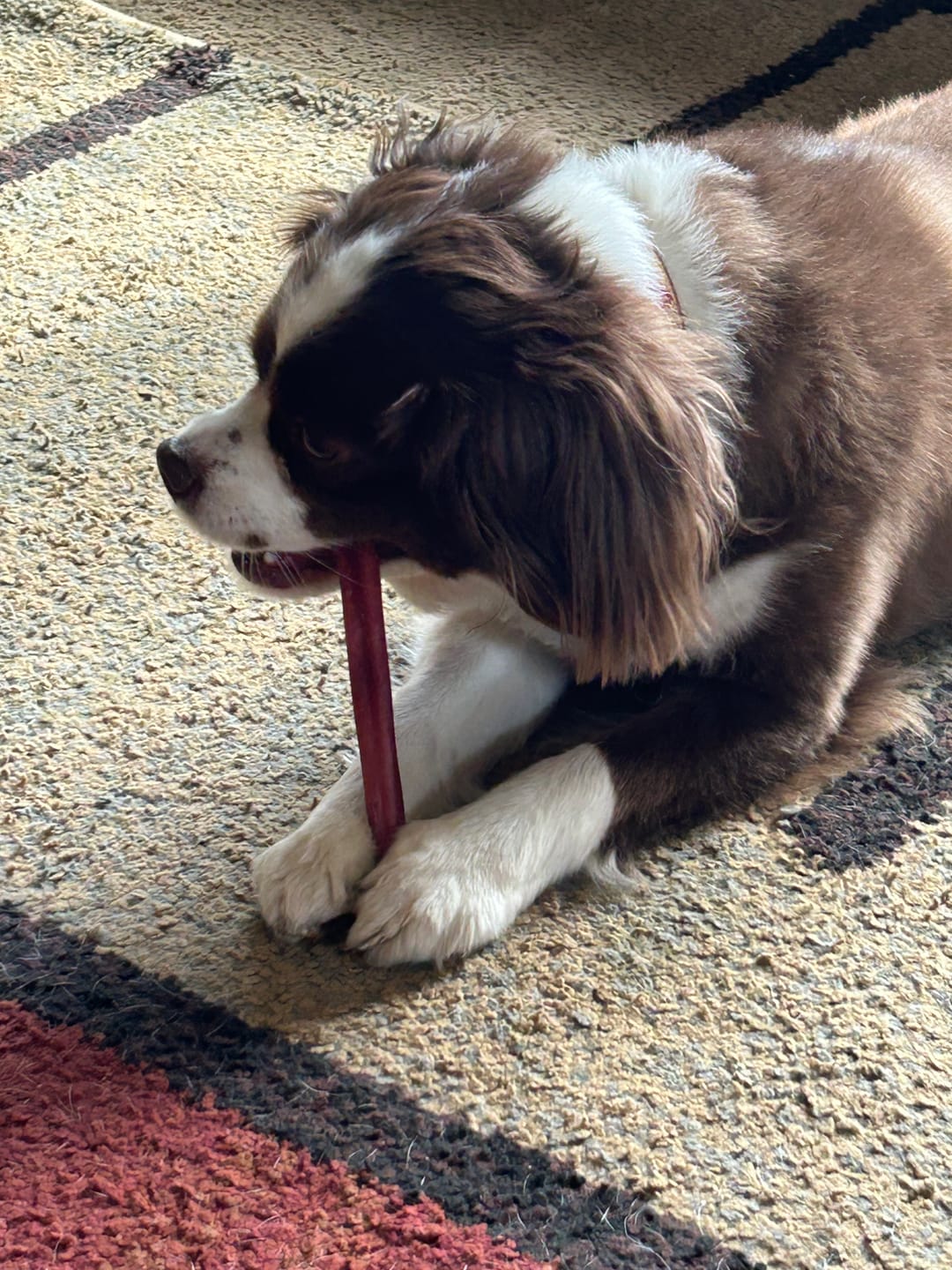 Customer photo review of 6 Inch Standard Bully Stick