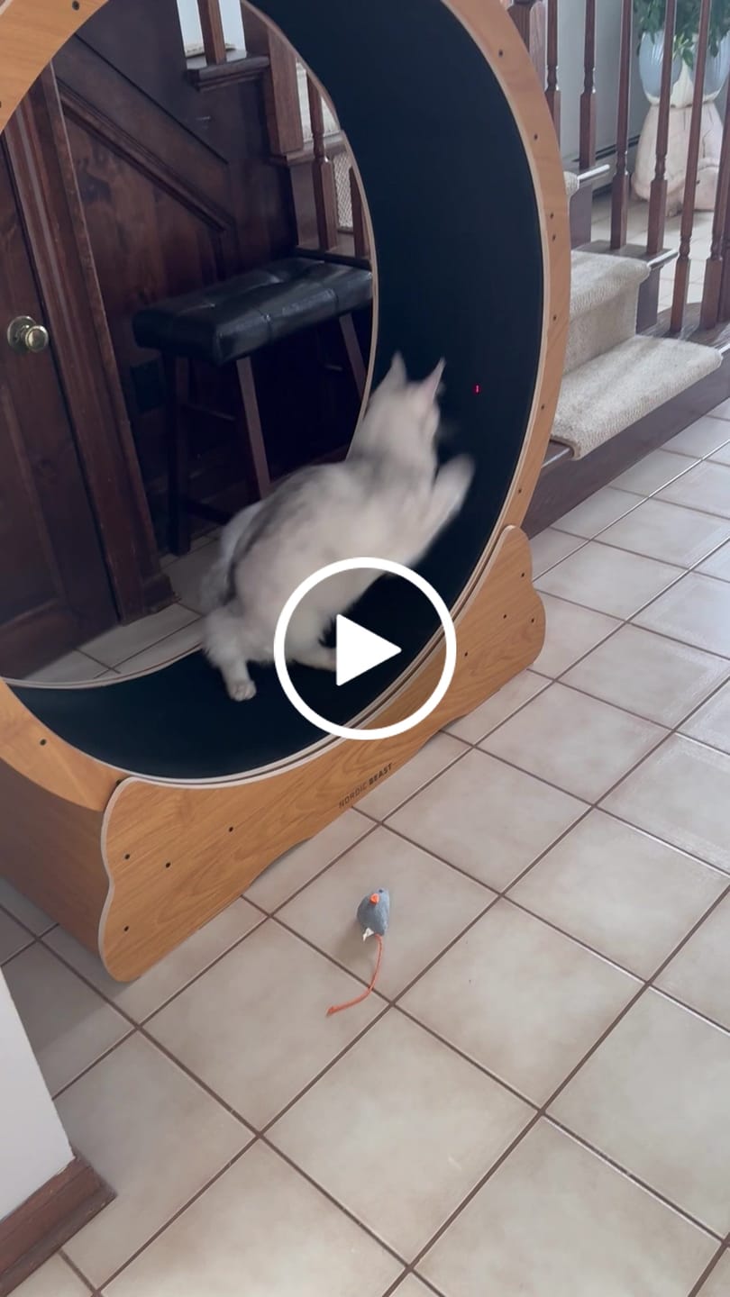 Customer video review of Nordic Beast Cat Wheel — Built for Large, High Energy Indoor Cats