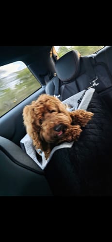 Customer's fluffy dog relaxing in the black Dog Car Booster Seat during a car ride.