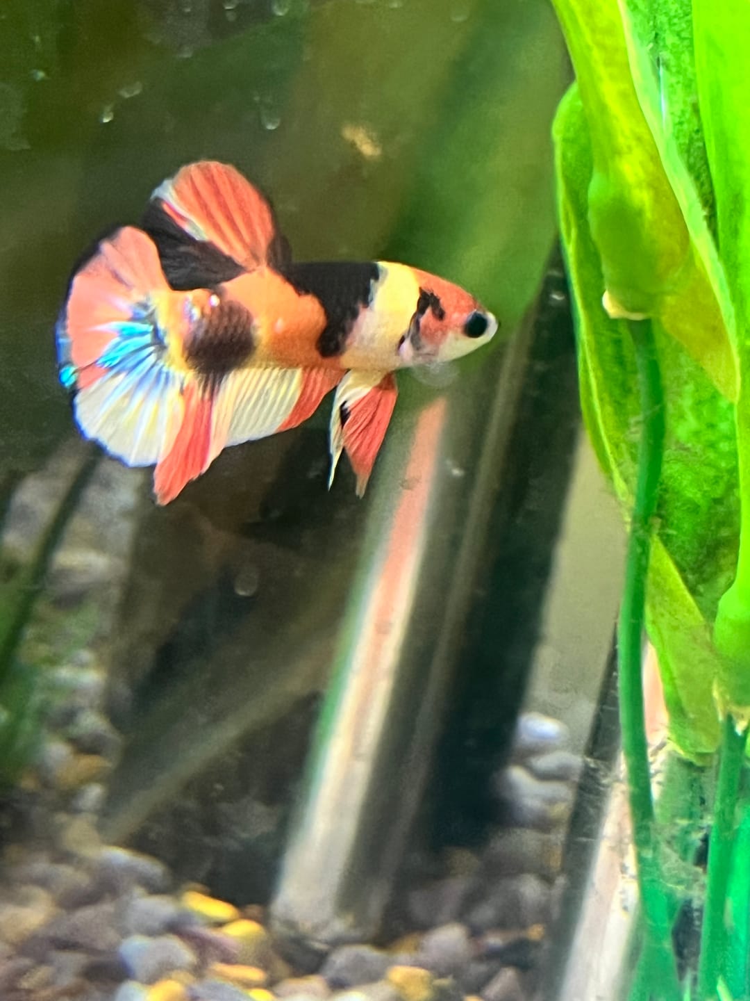 Customer photo review of Multicolor Plakat Male Betta Fish |Show Grade|  You Pick Fish
