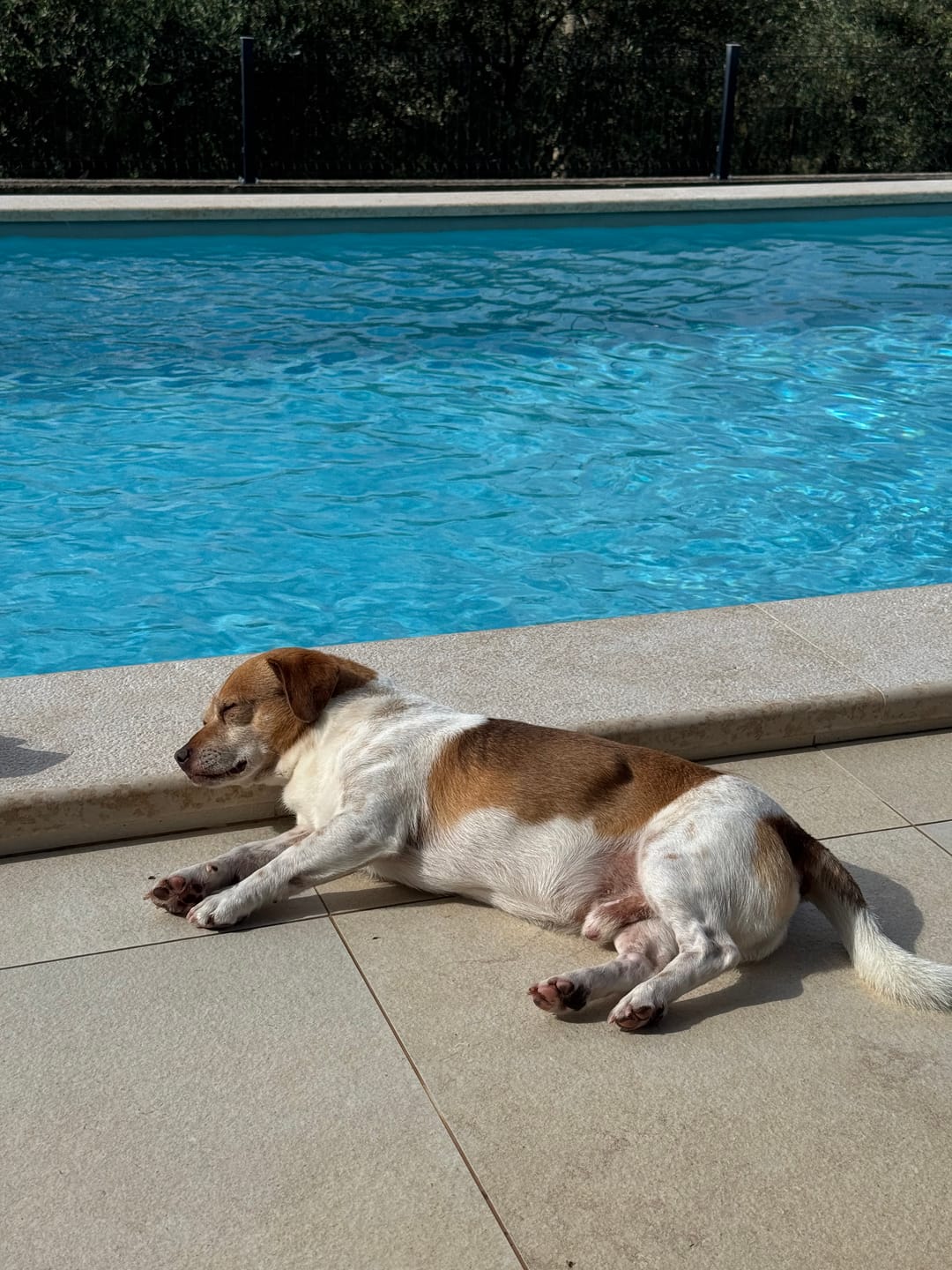 Customer photo review of Wurmtest Plus Hund