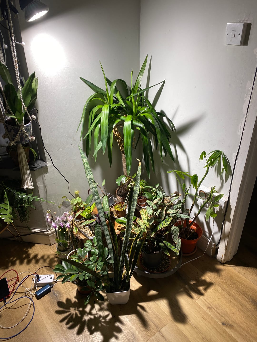 Customer photo review of Pianta 30 Grow Light and Enna Ceiling Pendant Bundle