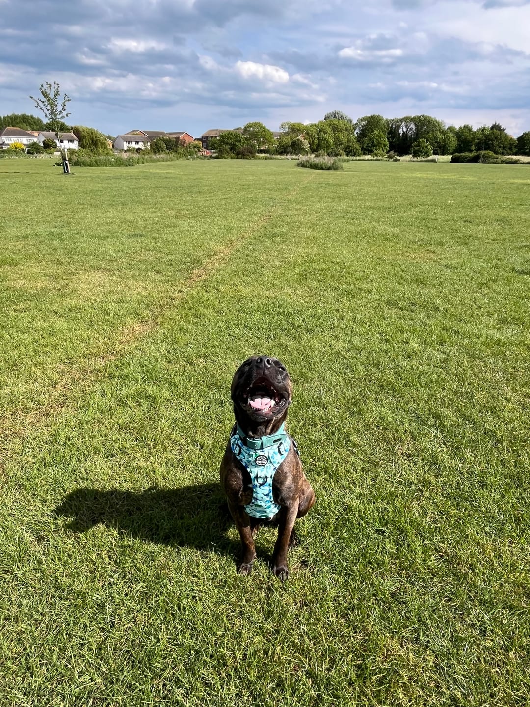 Customer photo review of Tough Trails™ Harness - Dinky Dino