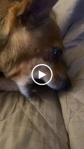 Customer video review of Long-Lasting Yak Chews — 4 Flavor Pack