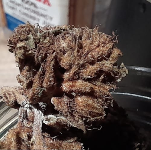 Customer photo review of Cheap THCA Flower Quarter Pound