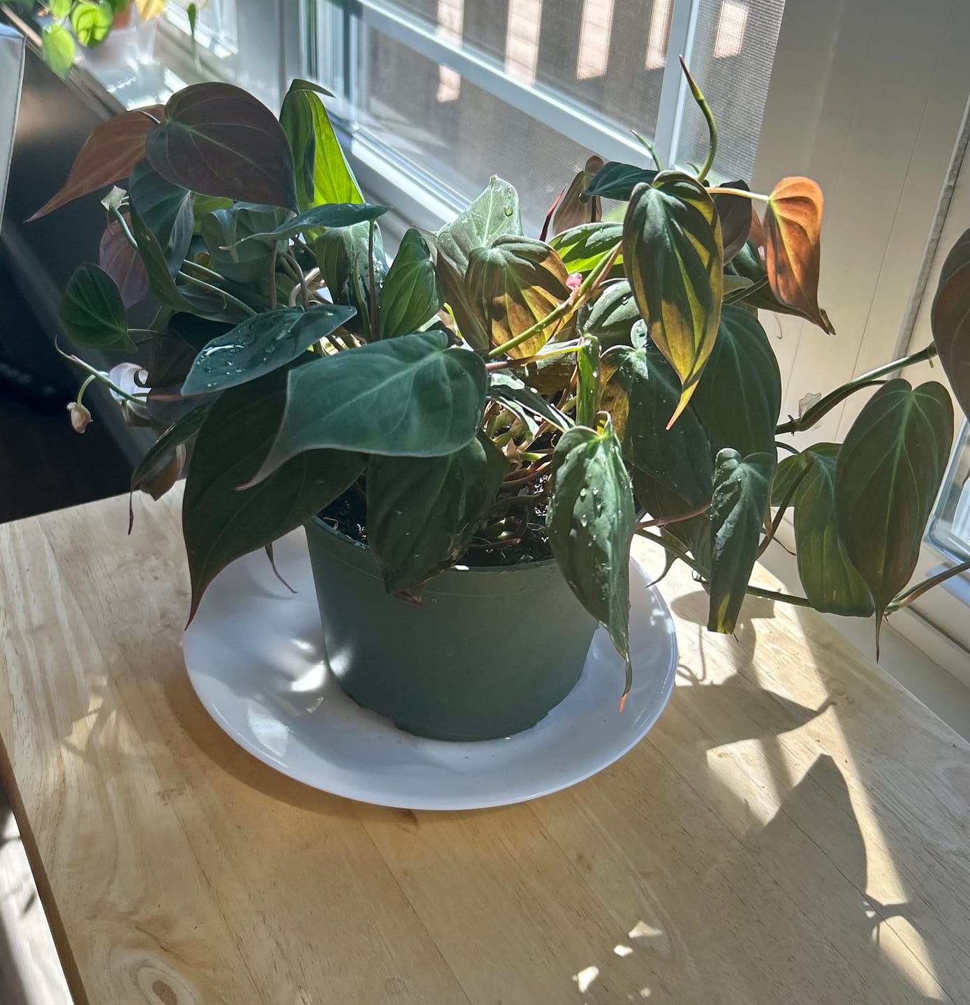 Customer photo review of Philodendron micans, Velvet Leaf