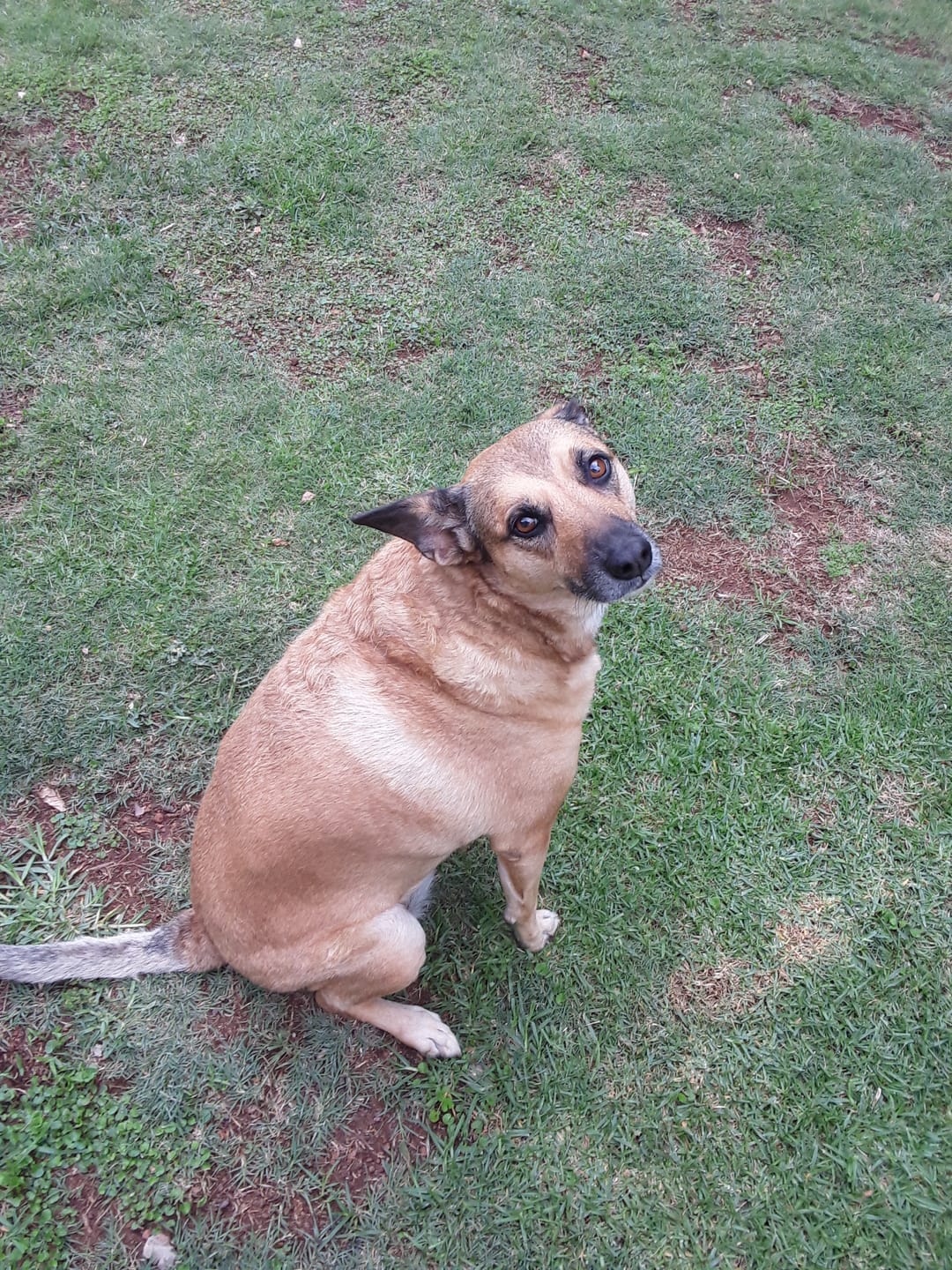 Customer photo review of FlexCare (Joint & Movement Support For Dogs)