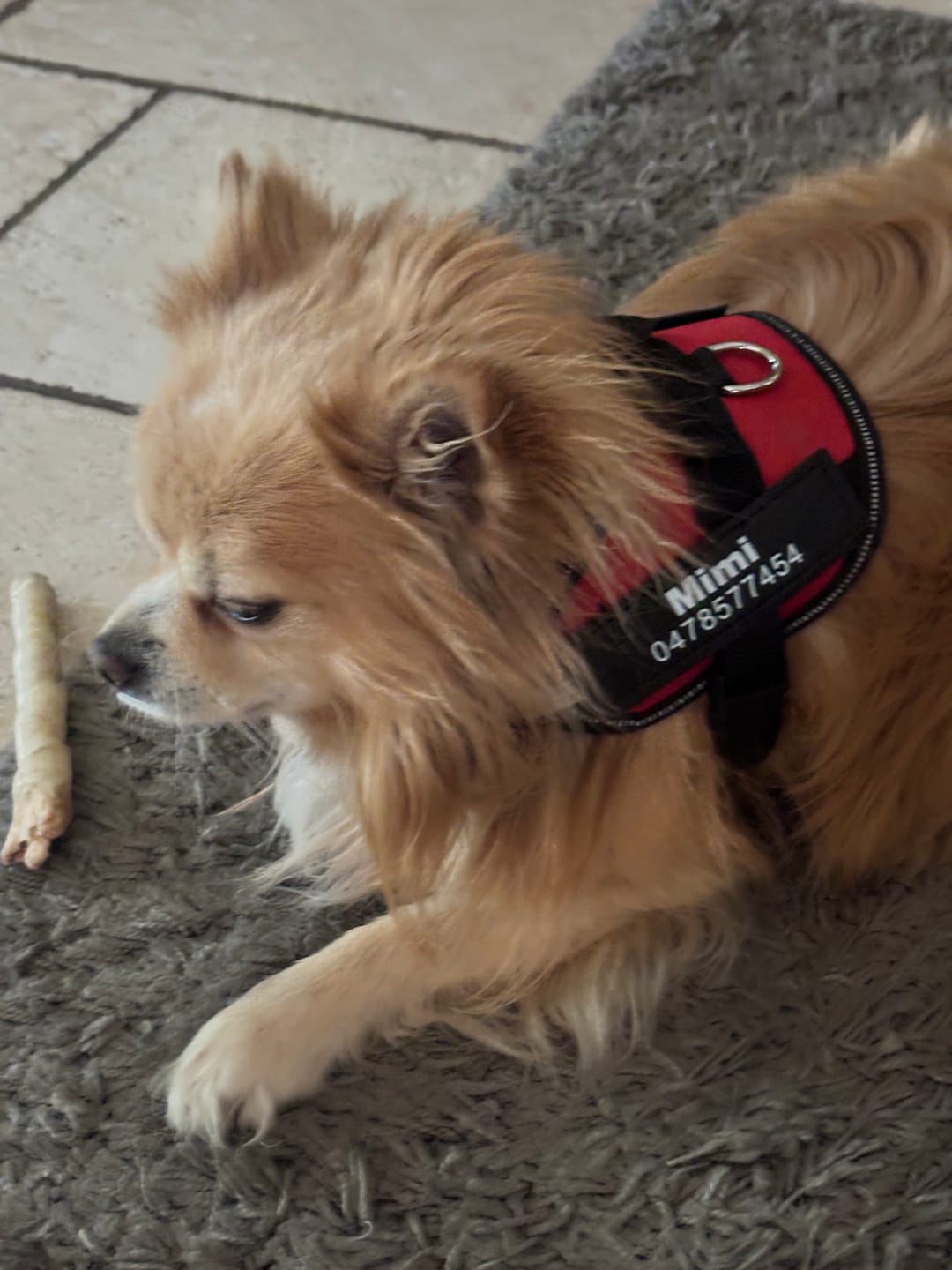 Customer photo review of PawGuard - Gepersonaliseerd Hondentuigje