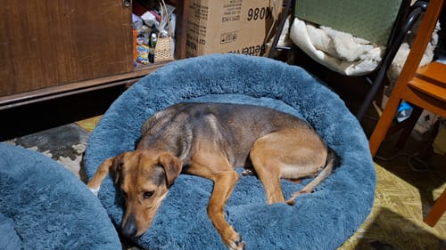 Un cliente muestra a su perro de color café descansando en la Cama Antiestrés para Perros azul.