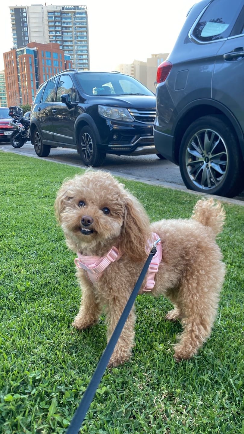 Customer photo review of Arnés Paws