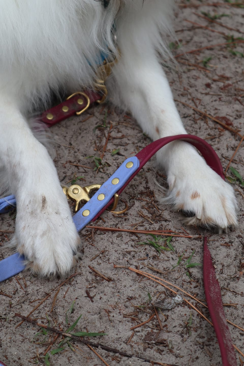 Customer photo review of Biothane Traffic Handle Dog Leash
