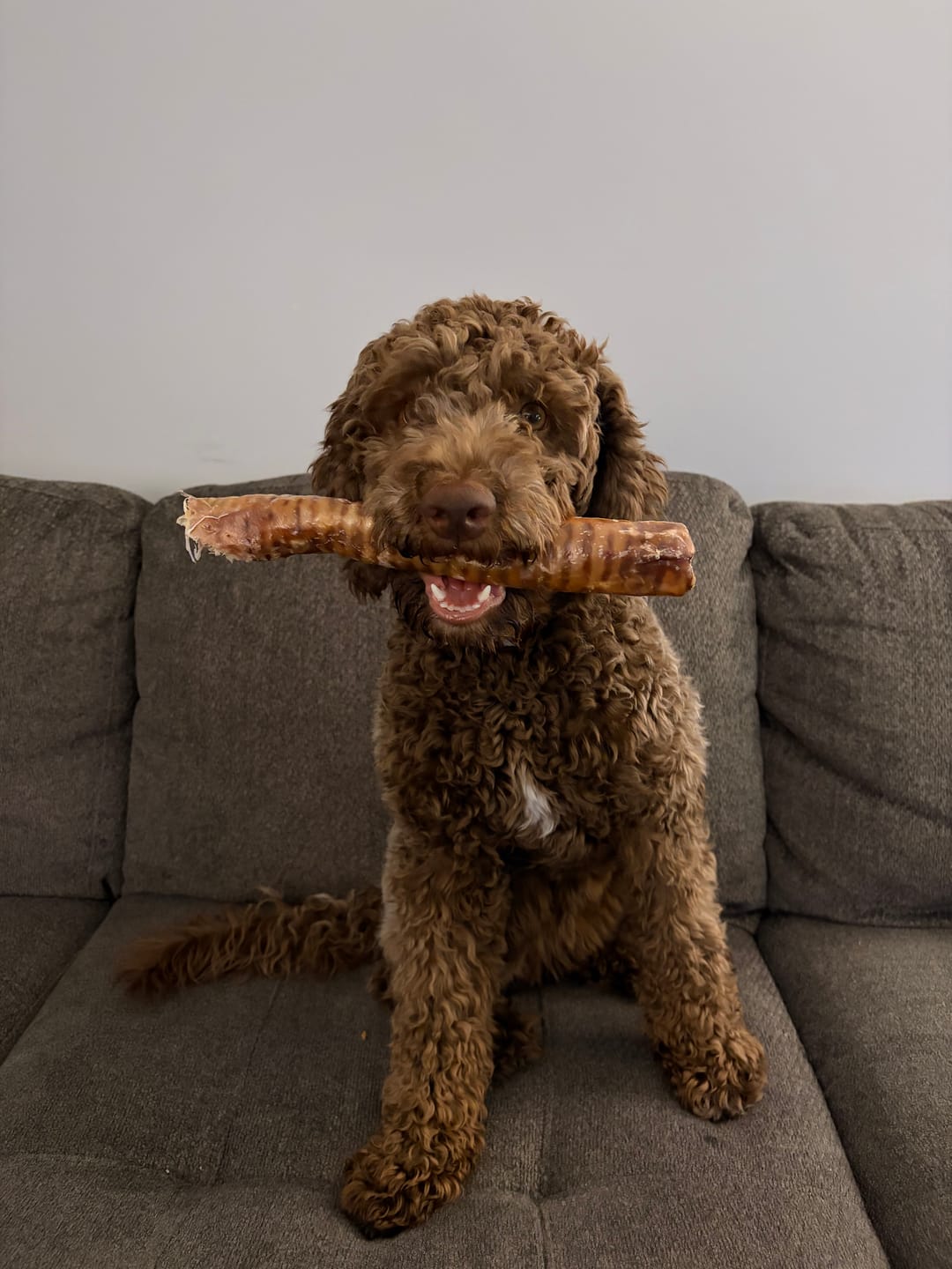 Customer photo review of 12 Inch Trachea Wrapped in Jerky