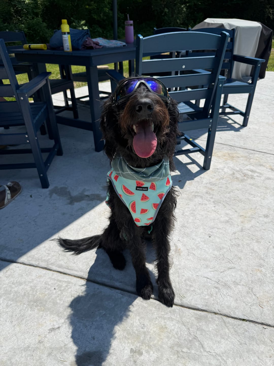 Customer photo review of Chilltech™ Dog Cooling Vest 2 Pack