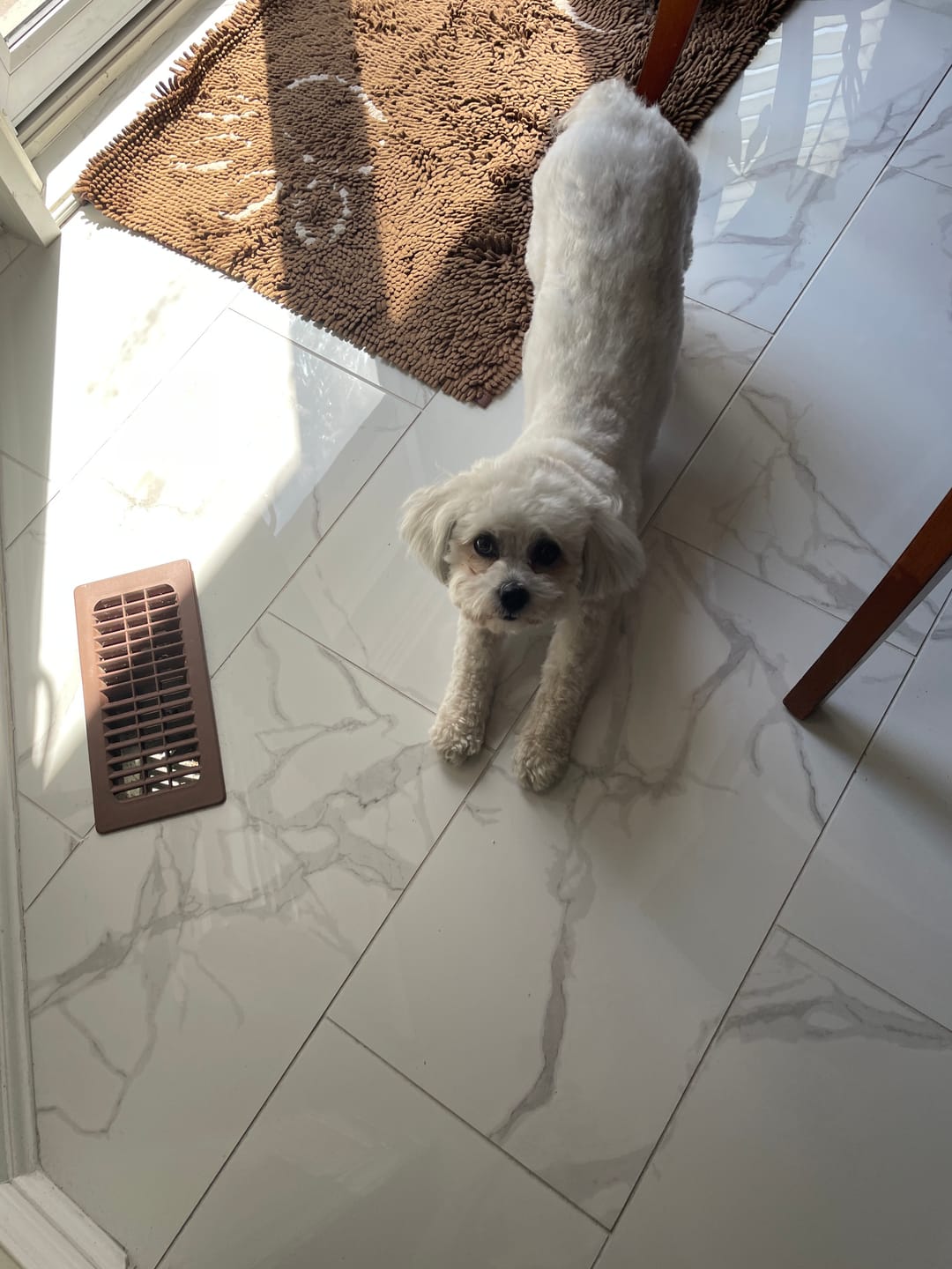 Customer photo review of 6 Inch Standard Bully Stick
