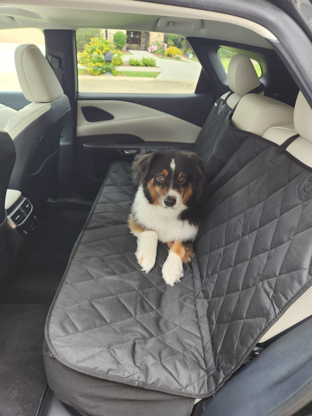 Customer photo review of Dog Rear Seat Cover - No Hammock