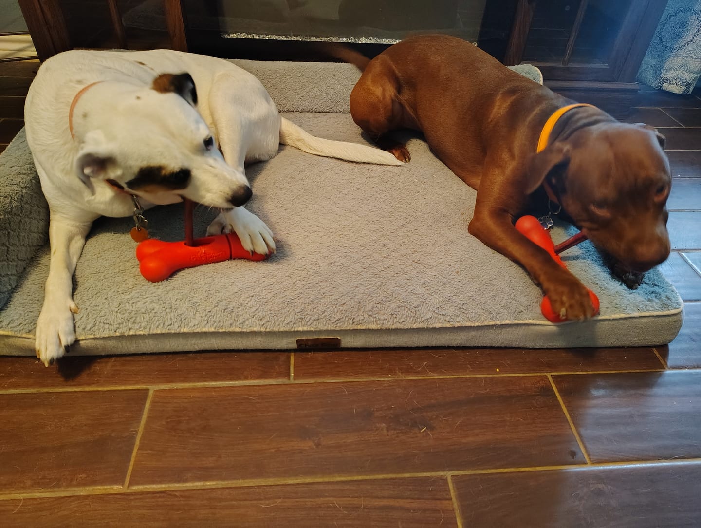 Customer photo review of 6 Inch Standard 31 Pack - Bully Sticks