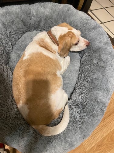 El perro de un cliente duerme acurrucado en la suave Cama Antiestrés para Perros de color gris.