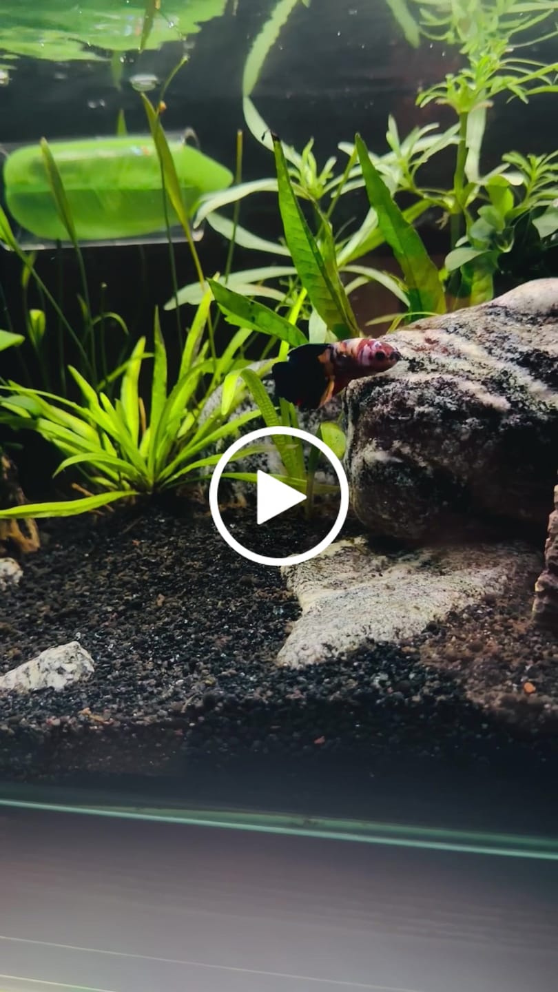 Customer video review of Multicolor Plakat Male Betta Fish |Show Grade|  You Pick Fish