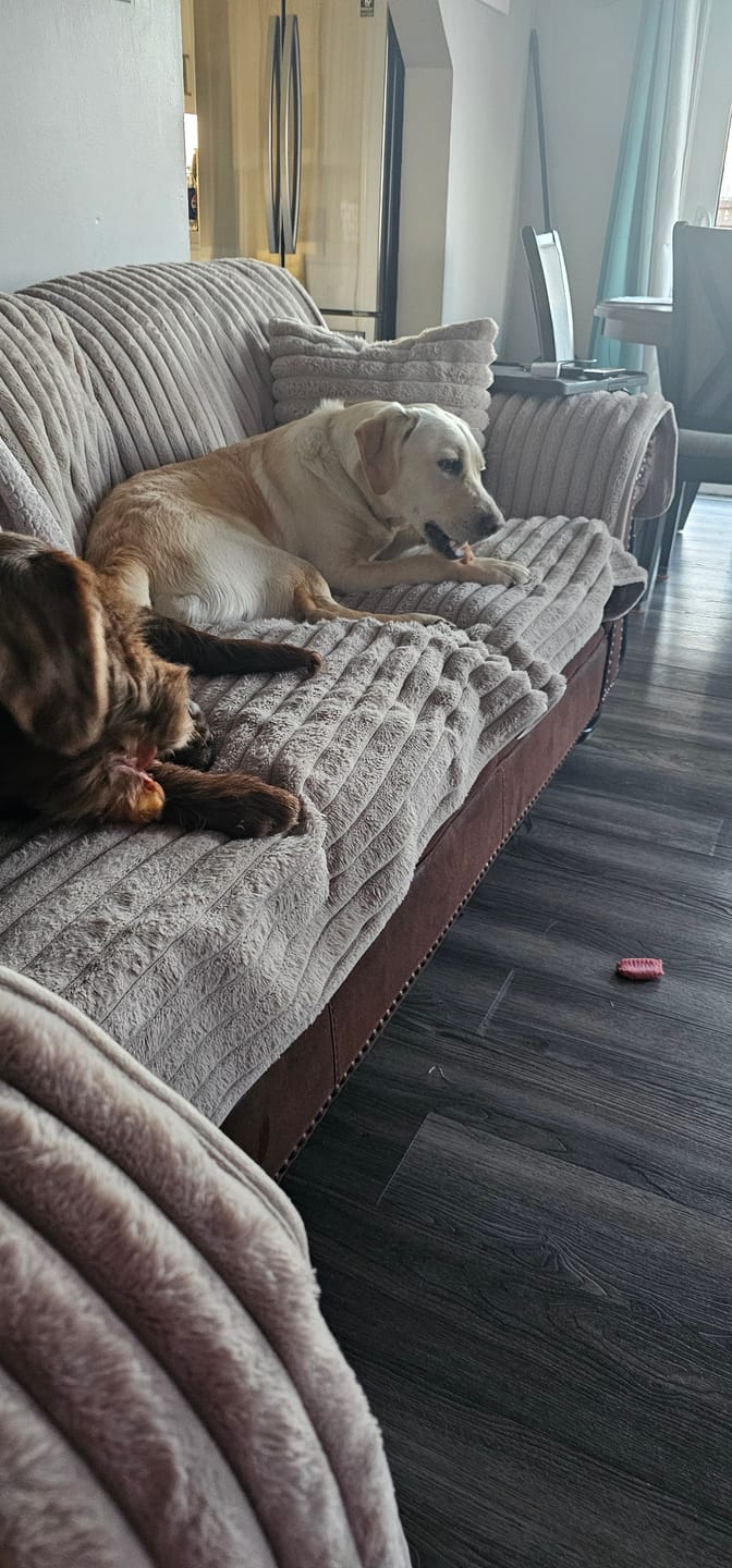 Customer photo review of Himalayan Yak Chew (LARGE)