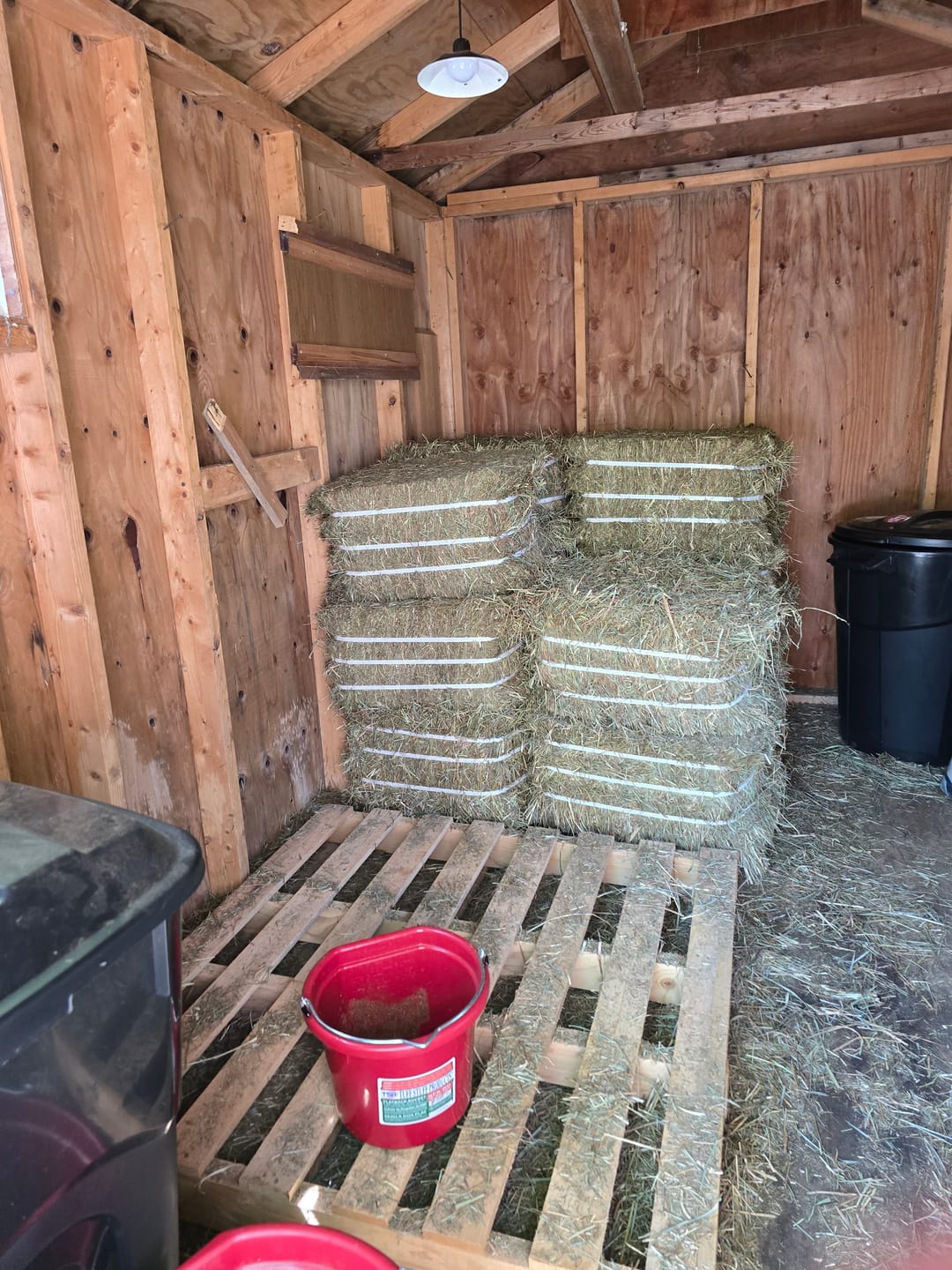 Customer photo review of Timothy Orchard Grass Hay (Click here for Qty Discount) Grass Hay (Buy More - Save More)(Includes delivery too!)