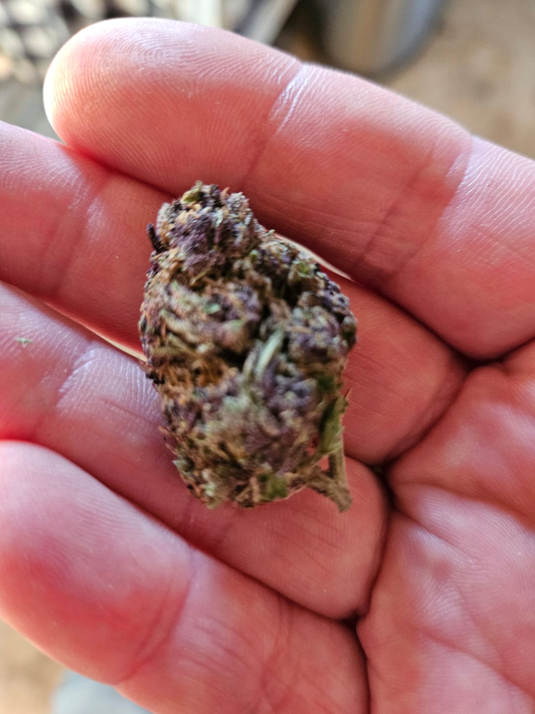 Customer photo review of Granddaddy Purple - 28 Grams - Indica
