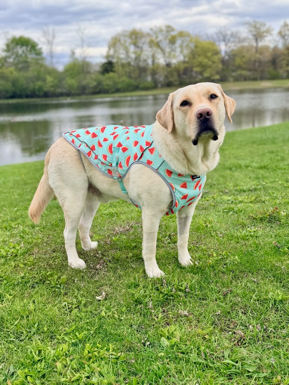 Customer photo review of Dog Cooling Vest - Watermelon