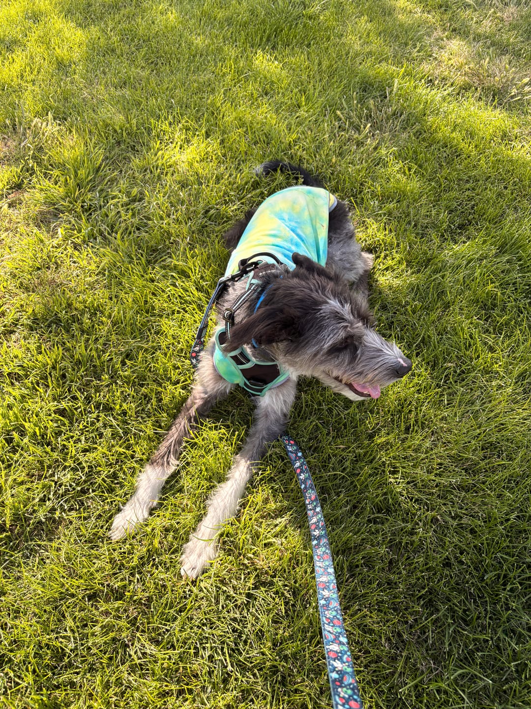Customer photo review of Chilltech™ Dog Cooling Vests