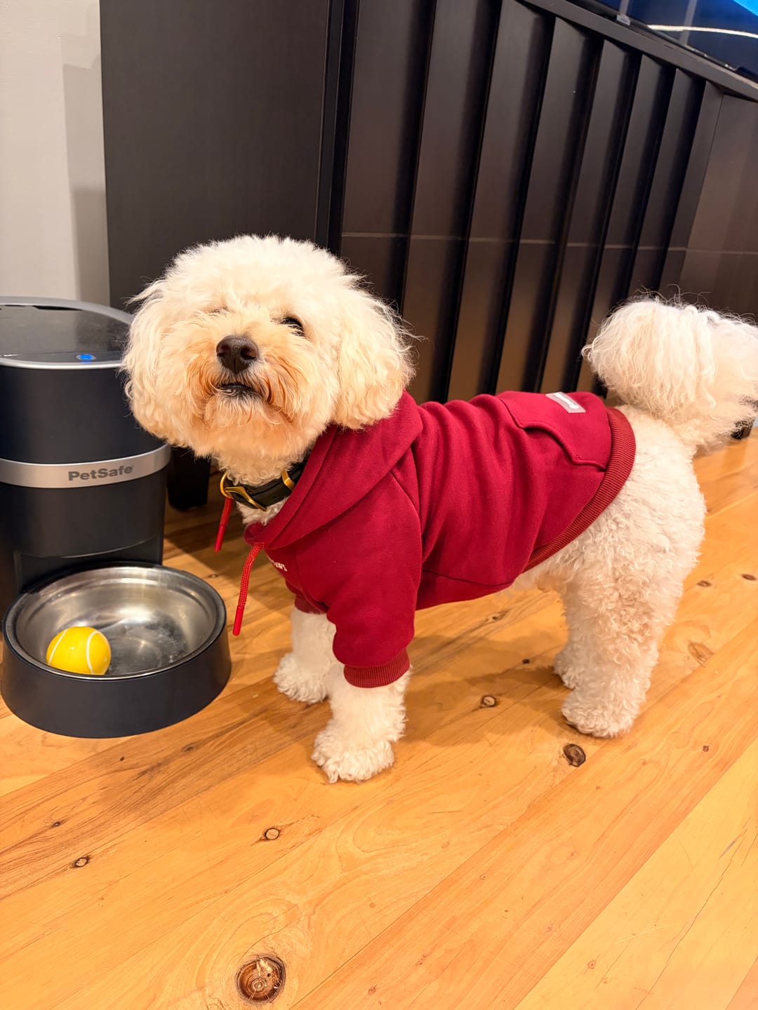 Customer photo review of Essential Dog Hoodie - Burgundy