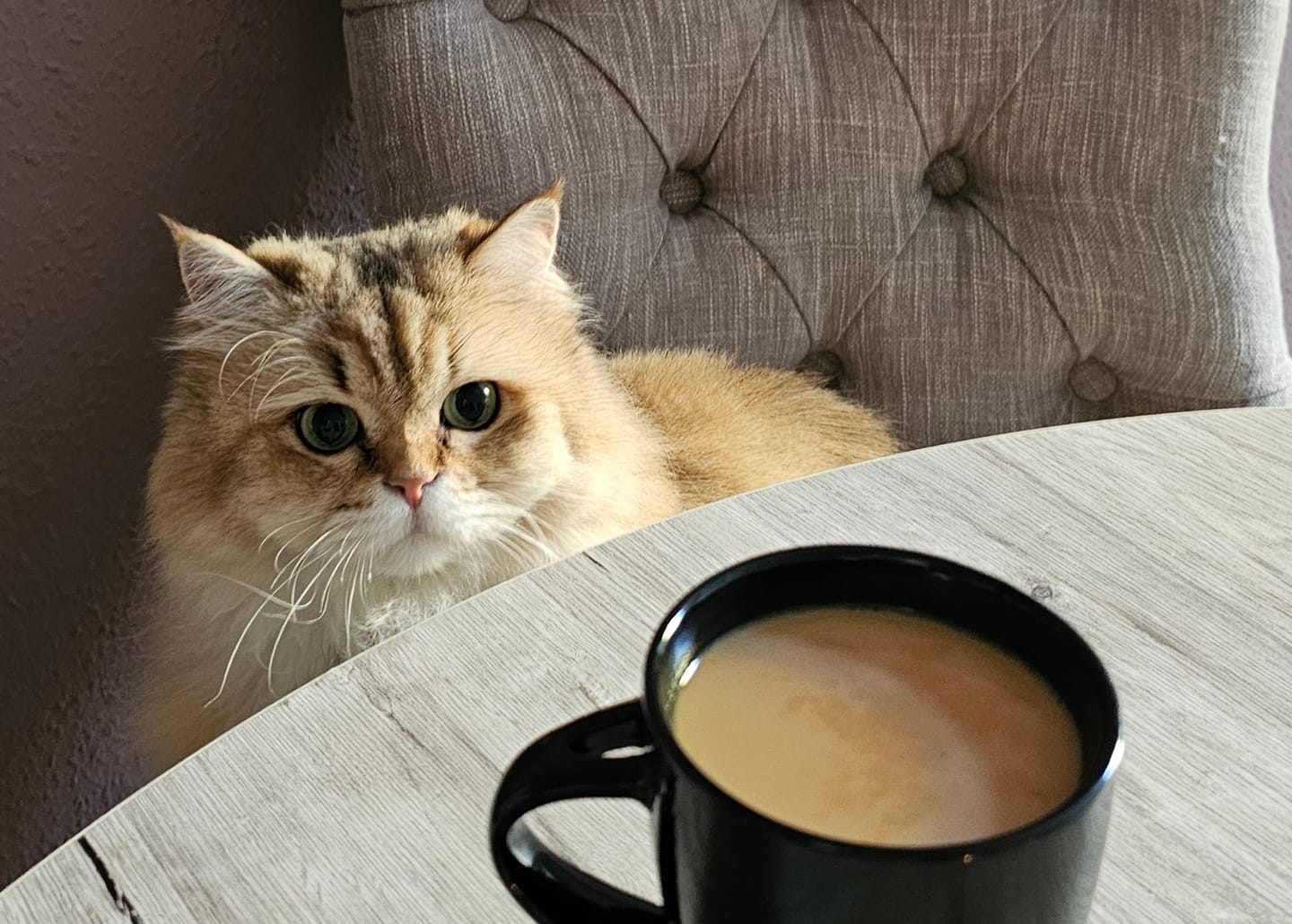 Customer photo review of Butterscotch Brew – Rooibos Tee Butterscotch Karamell