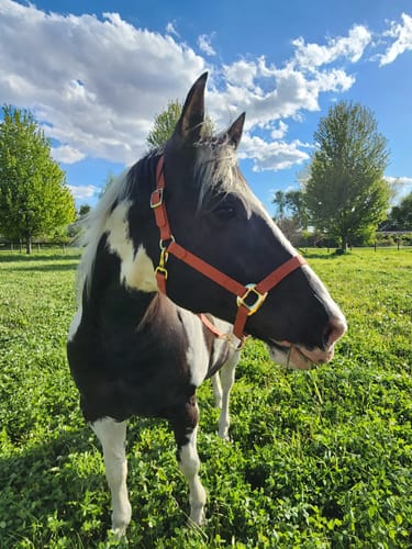 Customer photo review of Personalized Halter