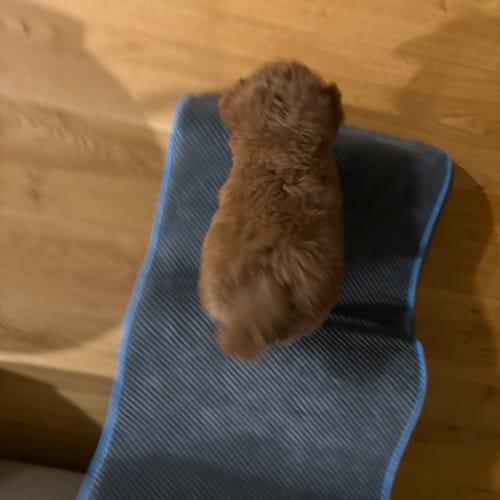 Close-up: Reviewer's small brown puppy on the grey Dog Steps Adjustable Dog Ramp.