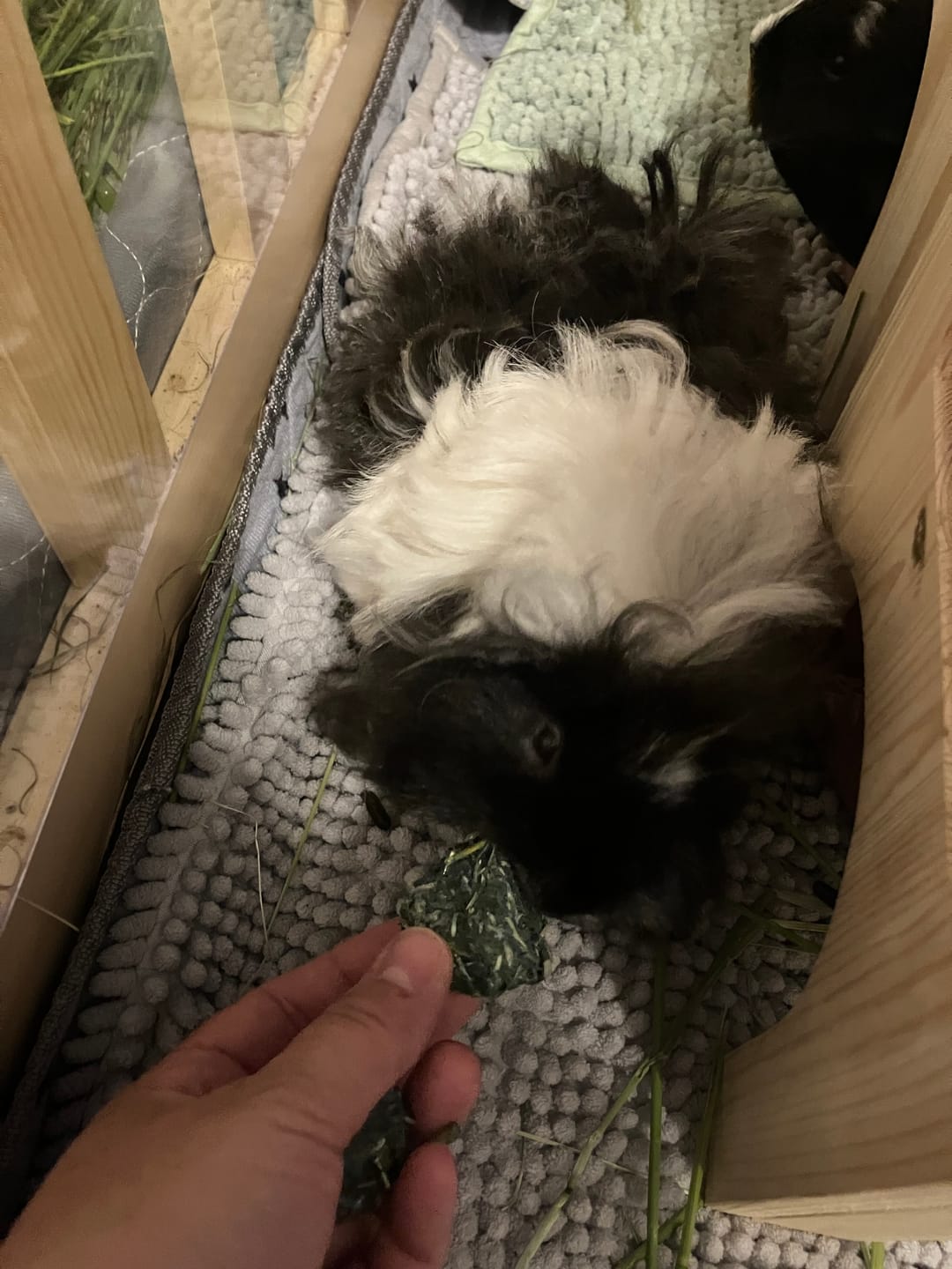 Customer photo review of 🌙 Zeit zum Träumen – Premium Snack‑Bälle für entspannte Kuschelstunden